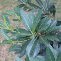 Xanthostemon verticillatus (C.T.White & W.D.Francis) L.S.Sm.